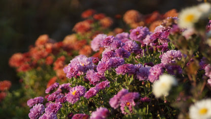 Chrysanthemum Indicum-Hybride 'Rotes Julchen' - Herbst-Chrysantheme