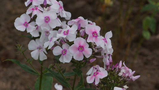 Phlox paniculata 'Alabaster' - Hoher Stauden-Phlox