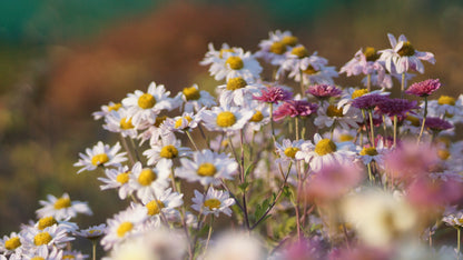 Chrysanthemum Indicum-Hybride 'Hebe' - Herbst-Chrysantheme