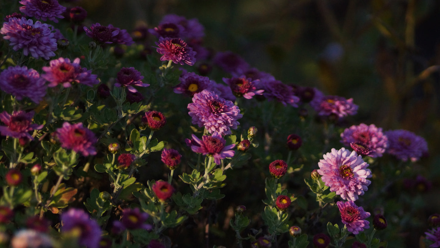 Chrysanthemum Indicum-Hybride 'Mei Kyo' - Herbst-Chrysantheme