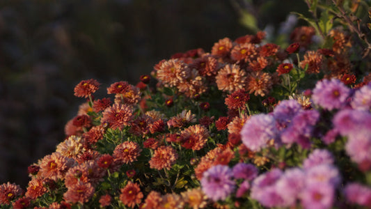 Chrysanthemum Indicum-Hybride 'Herbstbrokat' - Herbst-Chrysantheme