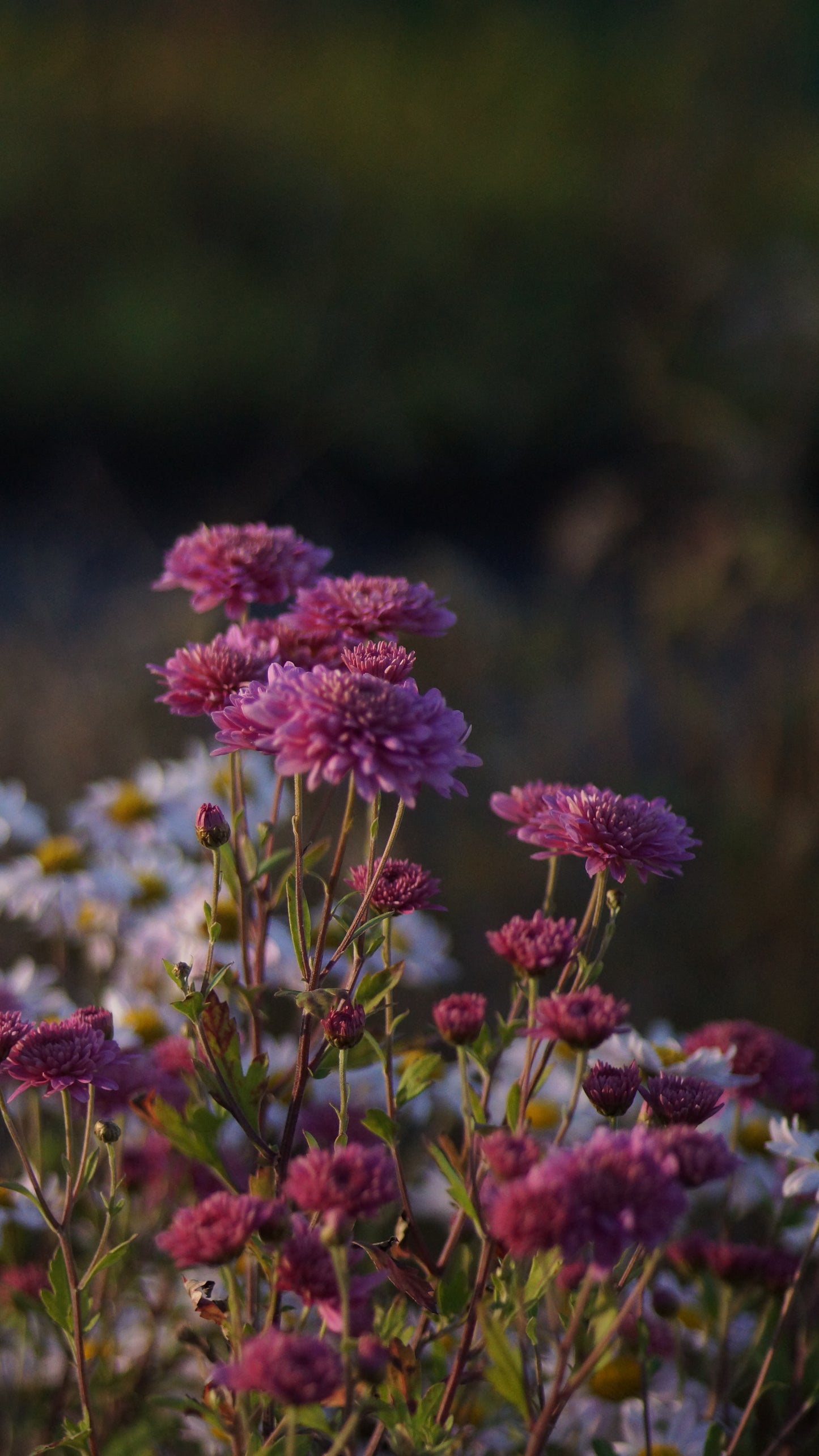 Chrysanthemum Indicum-Hybride 'Schweizerland' - Herbst-Chrysantheme
