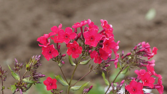 Phlox paniculata 'Bern' - Hoher Stauden-Phlox
