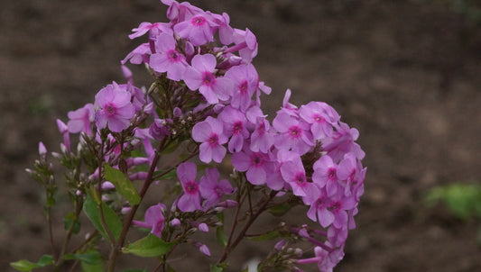 Phlox paniculata 'Fliederball' - Hoher Stauden-Phlox