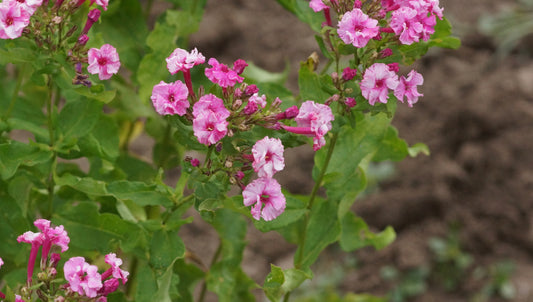 Phlox paniculata 'Schneeweisschen und Rosenrot' - Hoher Stauden-Phlox