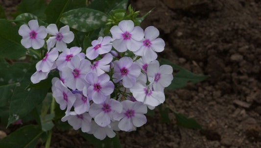 Phlox paniculata 'Zoluschka' - Hoher Stauden-Phlox