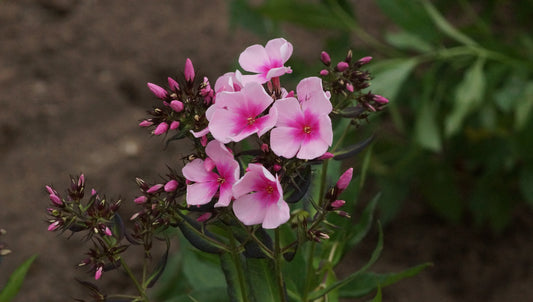 Phlox paniculata 'Bright Eyes' - Hoher Stauden-Phlox