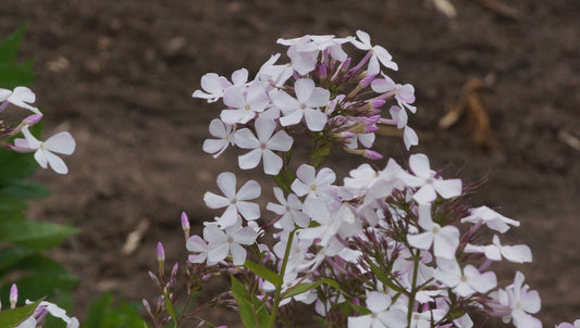 Phlox paniculata 'Jasmina' - Hoher Stauden-Phlox