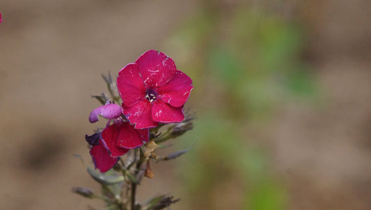 Phlox paniculata 'Esmeralda' - Hoher Stauden-Phlox