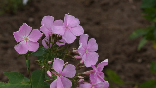 Phlox paniculata 'Ksenija' - Hoher Stauden-Phlox