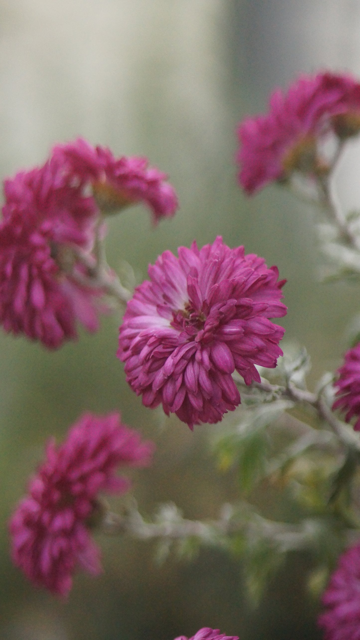 Chrysanthemum Indicum-Hybride 'Feuerzauber' - Herbst-Chrysantheme