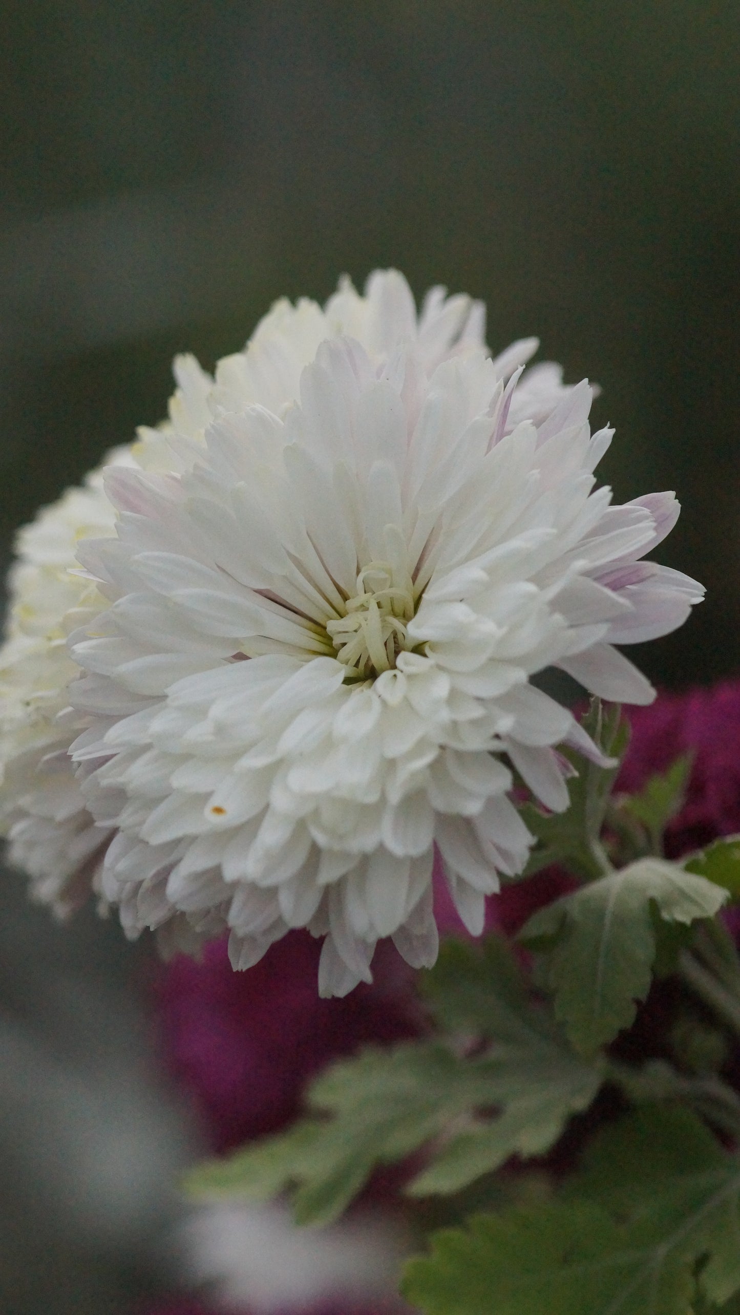 Chrysanthemum Indicum-Hybride 'Mutrux' - Herbst-Chrysantheme