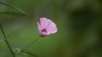 Althea cannabina - Hanfblättriger Eibisch