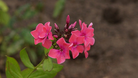 Phlox paniculata 'Spitfire' (Syn. 'Frau A. v. Mauthner') - Hoher Stauden-Phlox