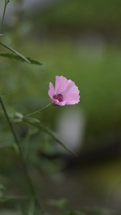 Althea cannabina - Hanfblättriger Eibisch