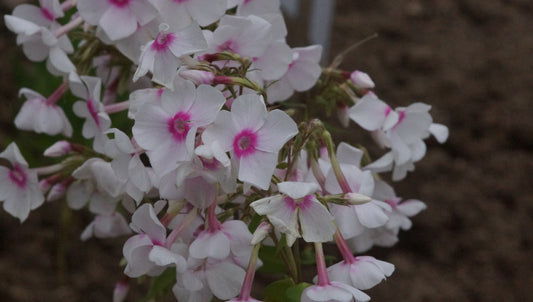 Phlox paniculata 'Kirmesländer' - Hoher Stauden-Phlox