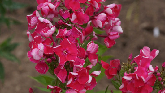 Phlox paniculata 'Capri' - Hoher Stauden-Phlox