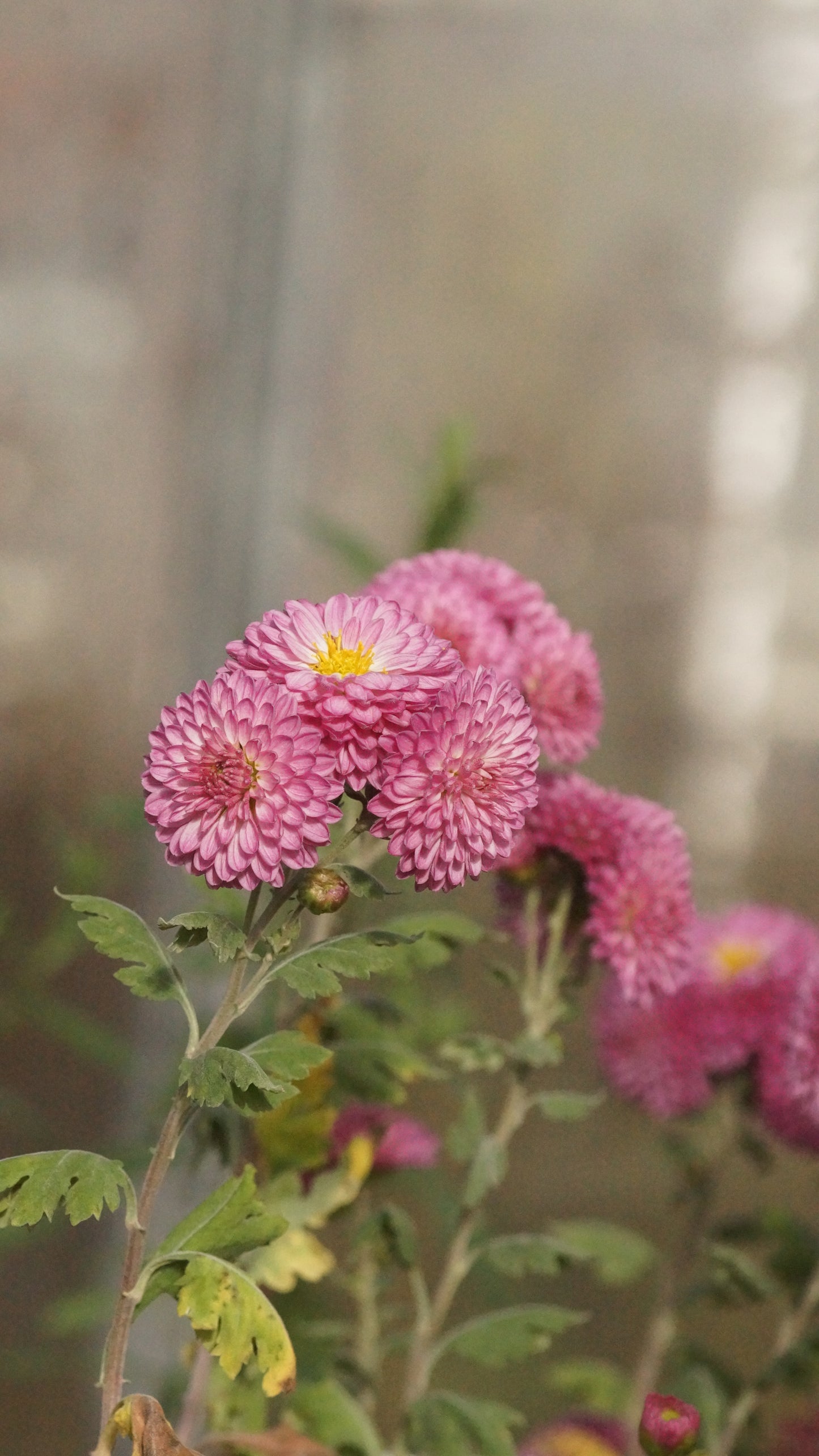 Chrysanthemum Indicum-Hybride 'Cherpillod' - Herbst-Chrysantheme