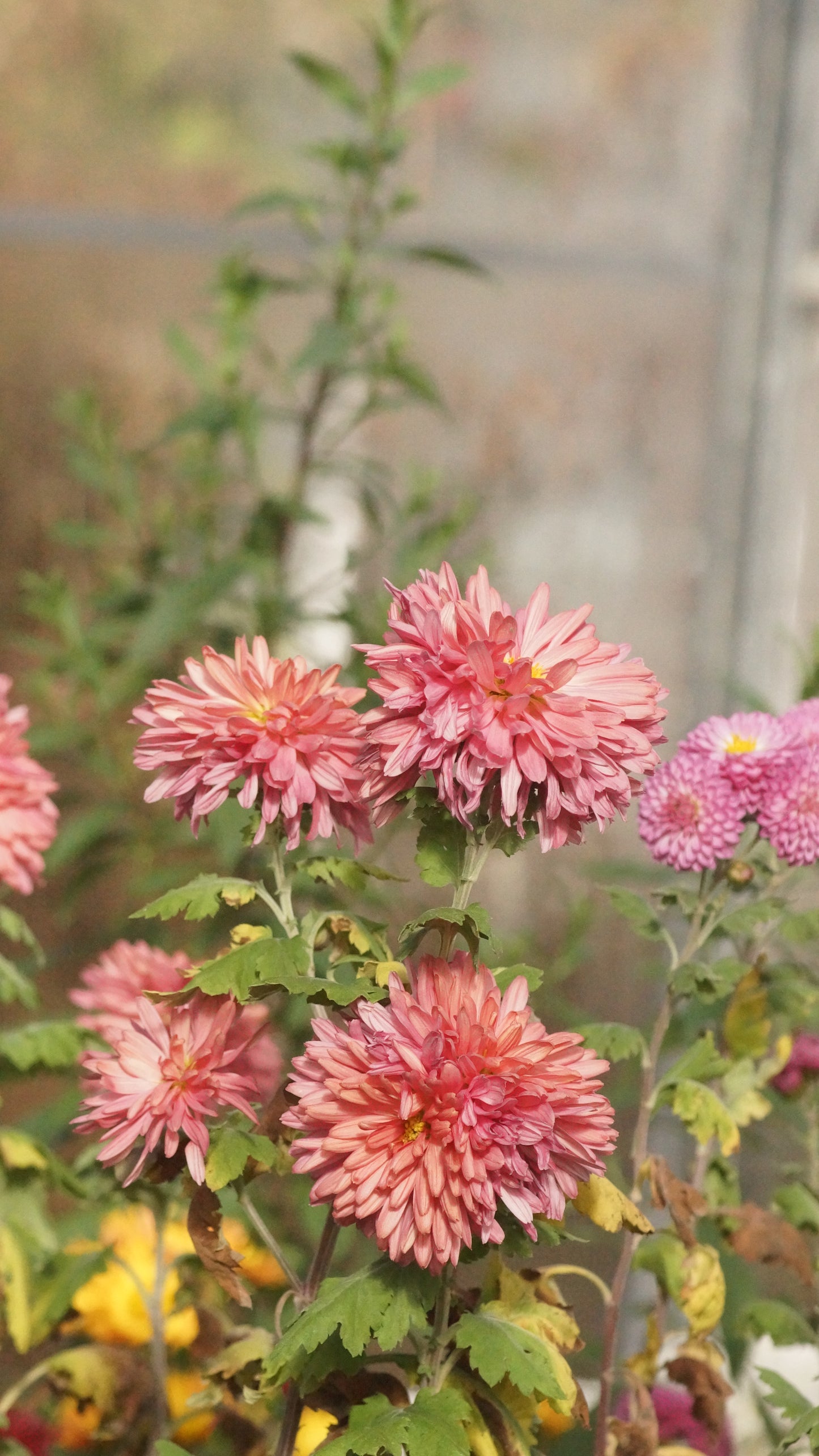 Chrysanthemum Indicum-Hybride 'Dorigny' - Herbst-Chrysantheme