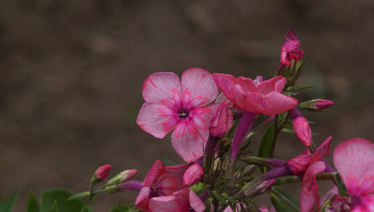 Phlox paniculata 'Marisha' - Hoher Stauden-Phlox