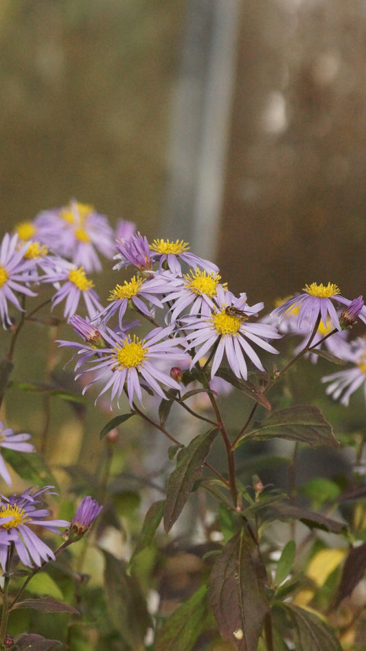 Aster ageratoides 'Eleven Purple' - Wild-Aster