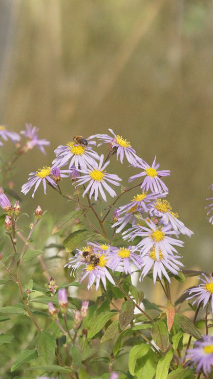 Aster ageratoides 'Eleven Purple' - Wild-Aster