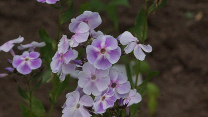 Phlox paniculata 'Violetta Gloriosa' - Hoher Stauden-Phlox