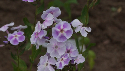 Phlox paniculata 'Violetta Gloriosa' - Hoher Stauden-Phlox