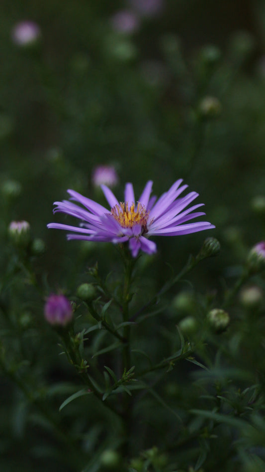 Aster dumosus 'Dietgard Rosa' - Kissen-Aster
