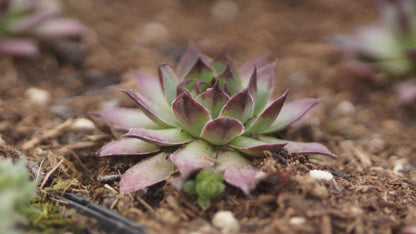 Sempervivum Hybride 'Merveille' - Hauswurz