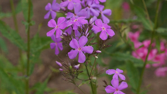 Phlox paniculata 'Great Smoky Mountains' - Hoher Stauden-Phlox