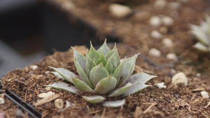 Sempervivum Hybride 'Feldmeier' - Hauswurz