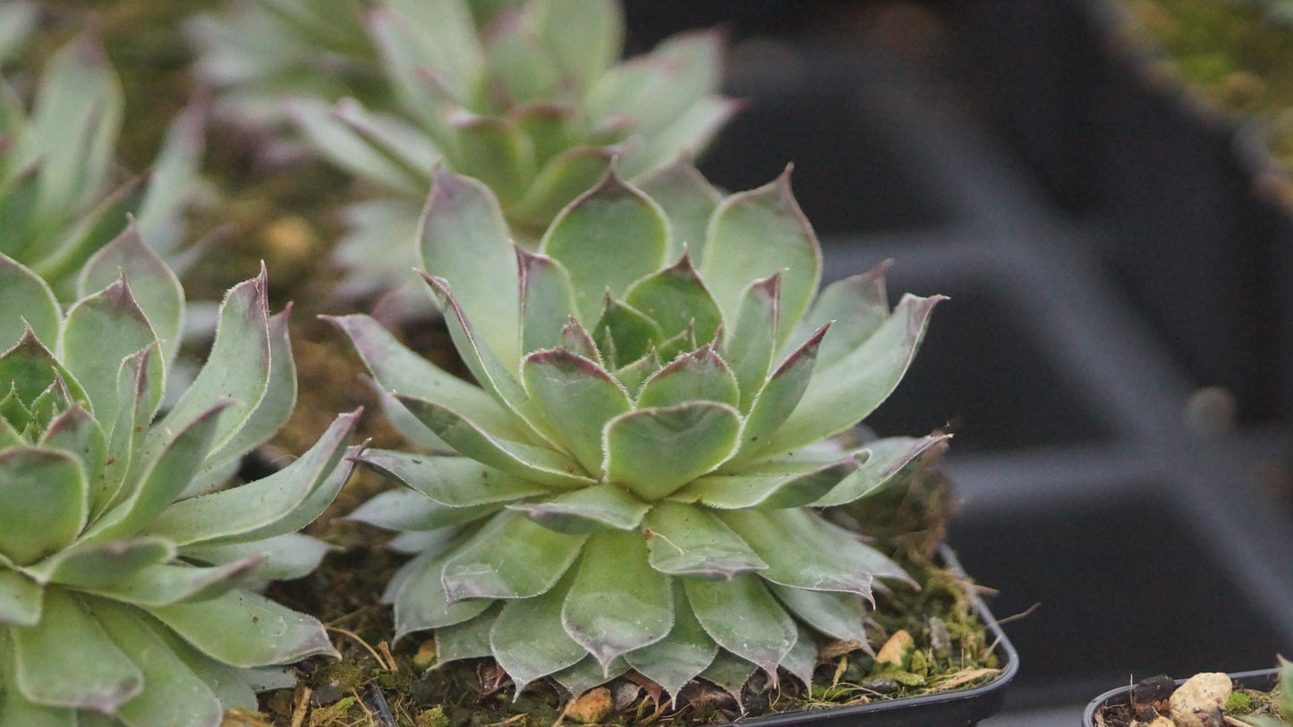 Sempervivum Hybride 'Milan' - Hauswurz