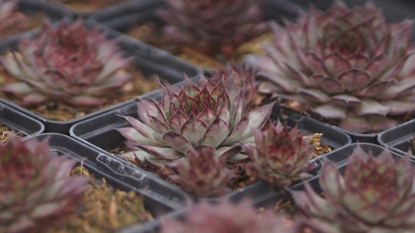 Sempervivum Hybride 'Dark Beauty' - Hauswurz