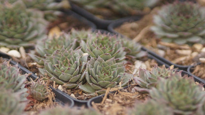 Sempervivum Hybride 'Red Point' - Hauswurz
