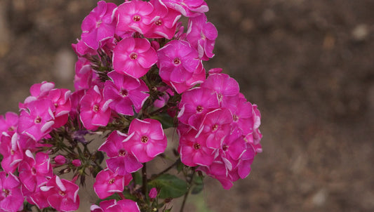 Phlox paniculata 'Tecumseh' - Hoher Stauden-Phlox