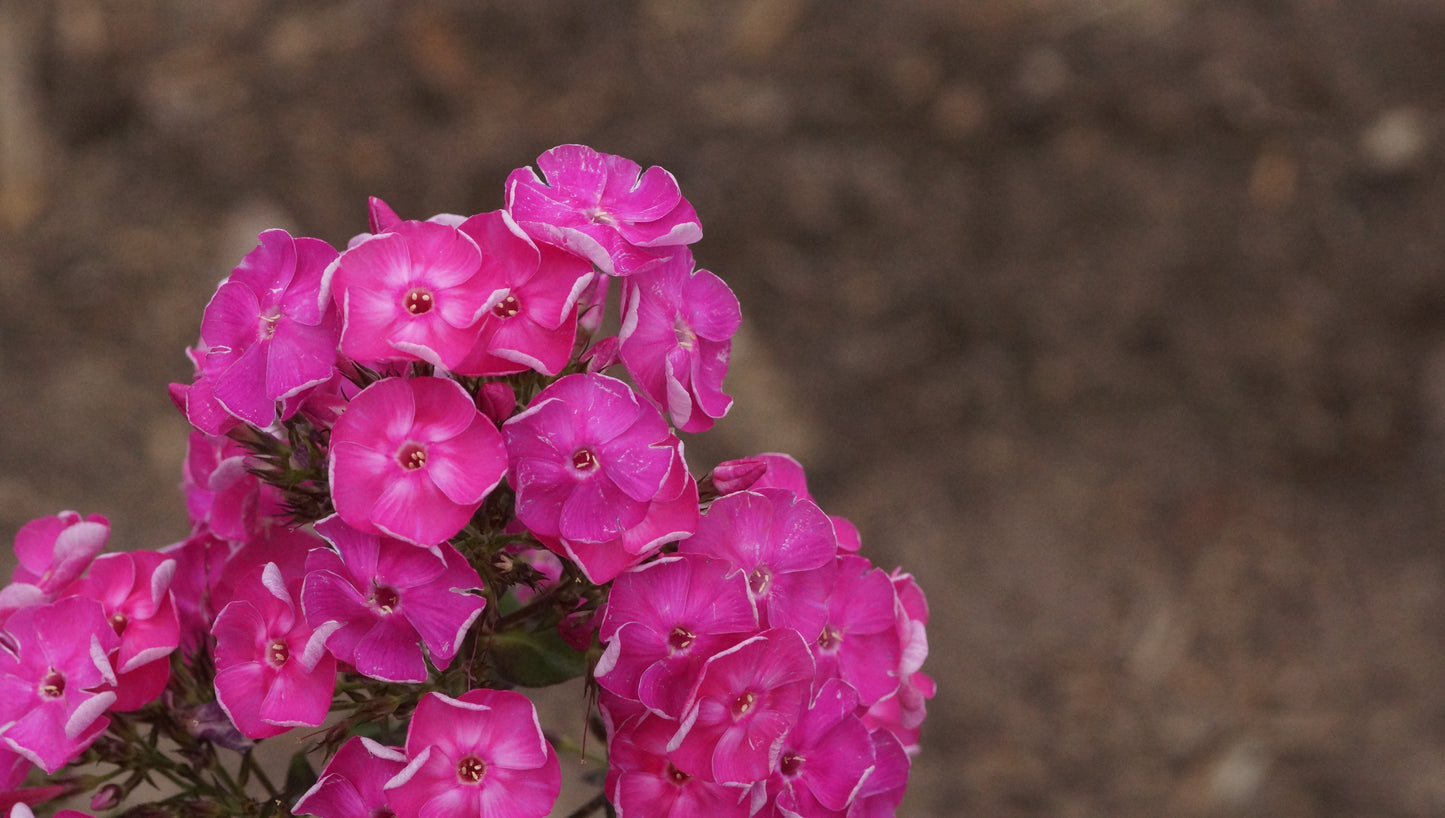 Phlox paniculata 'Betty Marguerite' - Hoher Stauden-Phlox