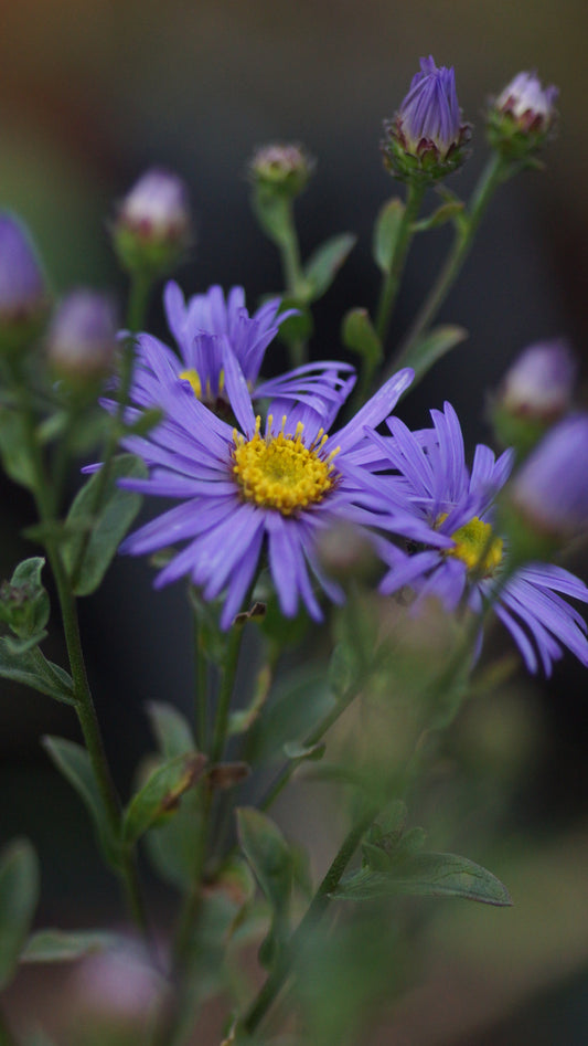 Aster amellus 'Veilchenkönigin' - Berg-Aster