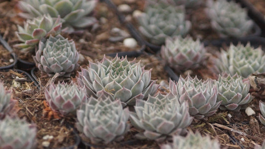 Sempervivum Hybride 'Belladonna' - Hauswurz
