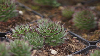 Sempervivum kosaninii 'Feuerstein' - Hauswurz