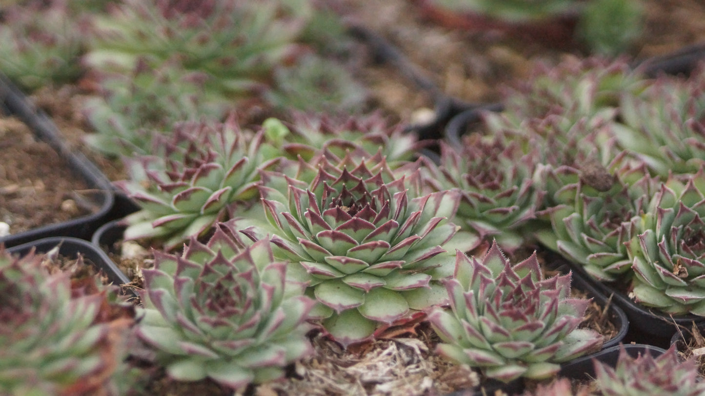 Sempervivum Hybride 'Firebird' - Hauswurz
