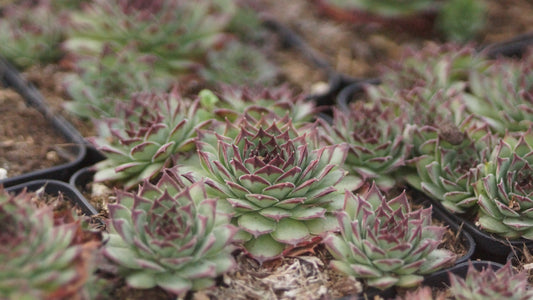 Sempervivum Hybride 'Firebird' - Hauswurz