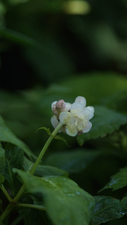 Deinanthe bifida 'Pink Shi' - Zweispaltige Scheinhortensie