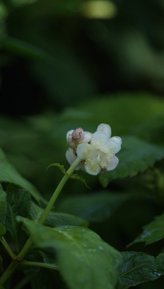 Deinanthe bifida 'Pink Shi' - Zweispaltige Scheinhortensie