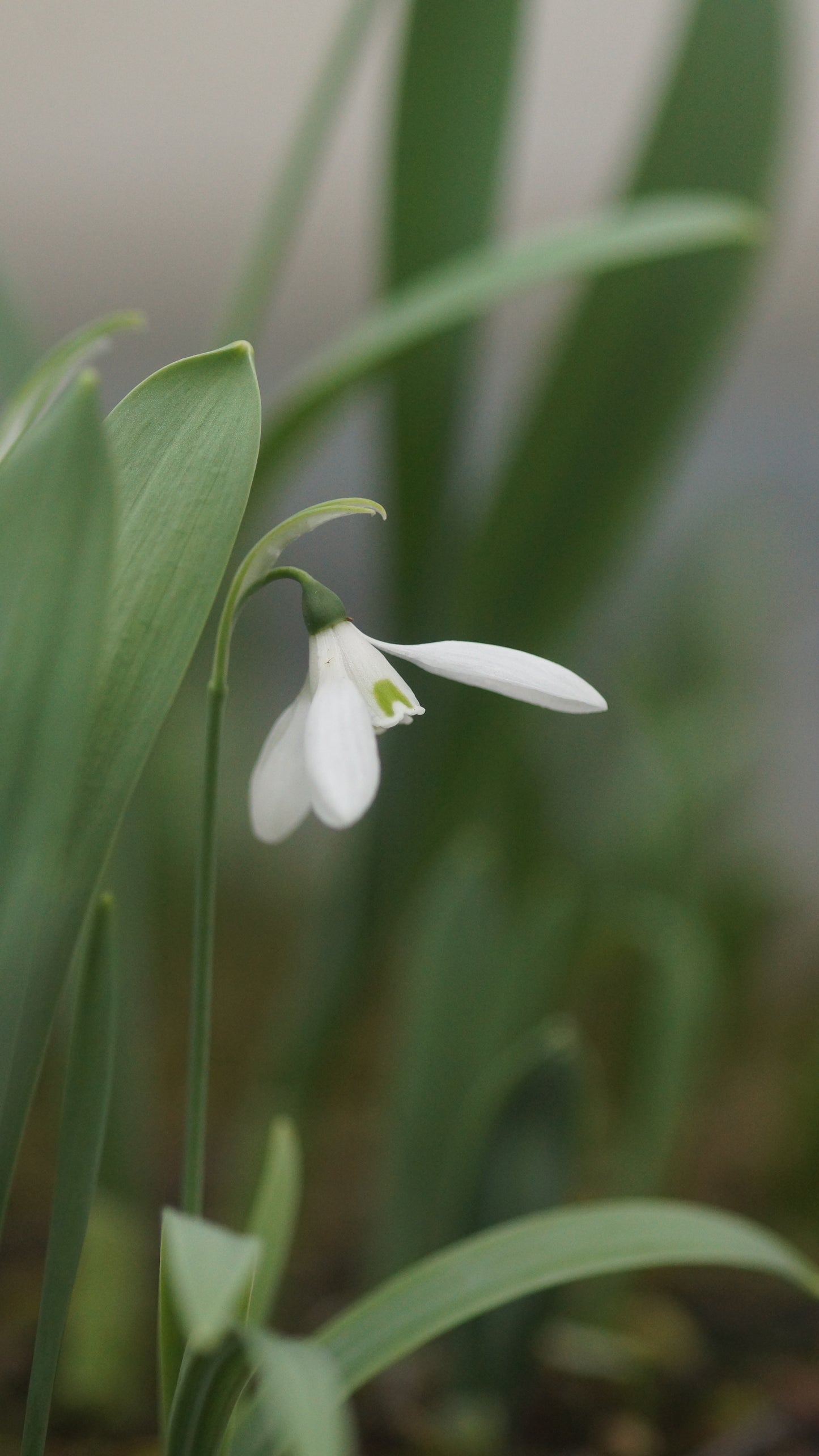 Galanthus woronowii - Woronow-Schneeglöckchen