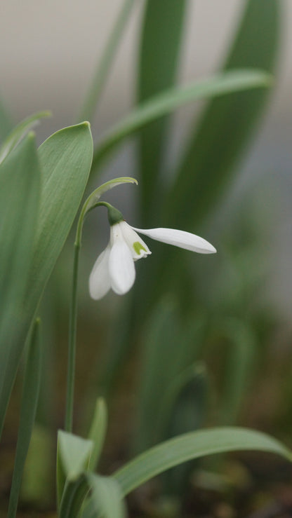Galanthus woronowii - Woronow-Schneeglöckchen