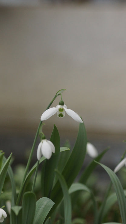 Galanthus woronowii - Woronow-Schneeglöckchen