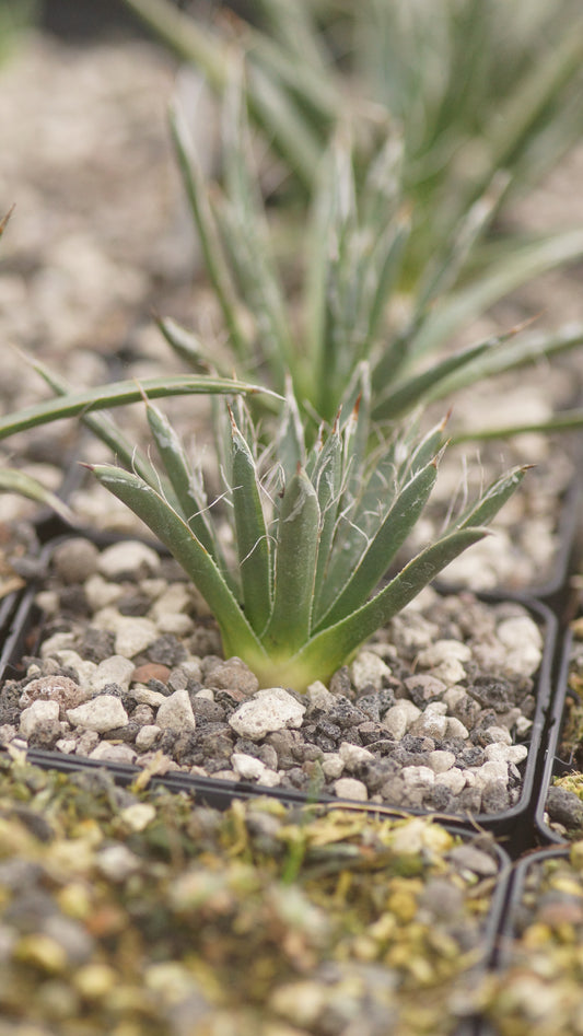 Agave toumeyana var. bella - Zwerg-Agave