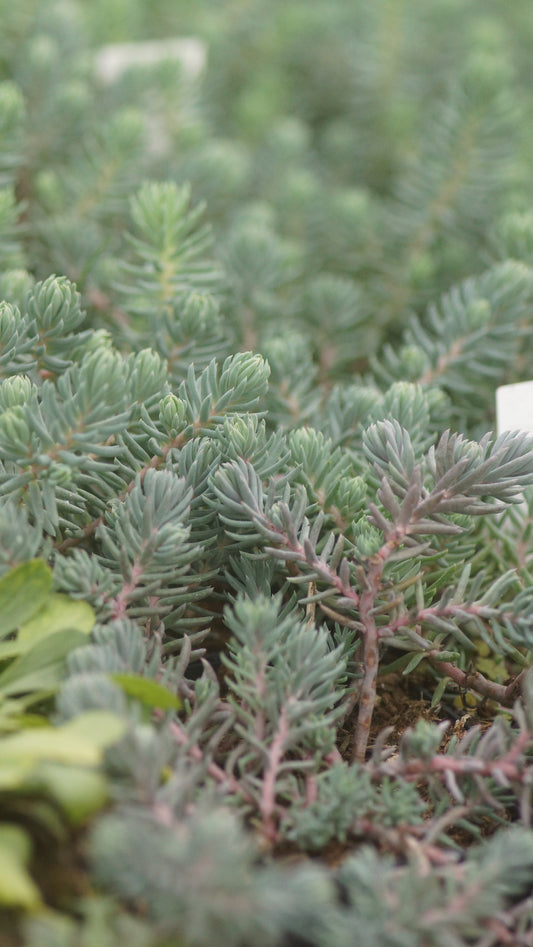Sedum reflexum 'Blue Spruce' - Tripmadam
