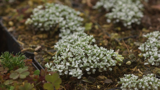 Raoulia australis - Silberteppich